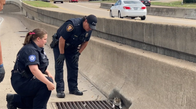 Police officers rescue a kitten from a Texas highway