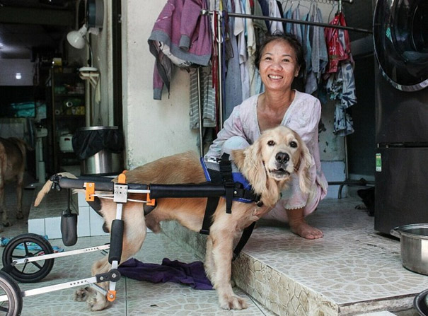 Woman raising abandoned dogs