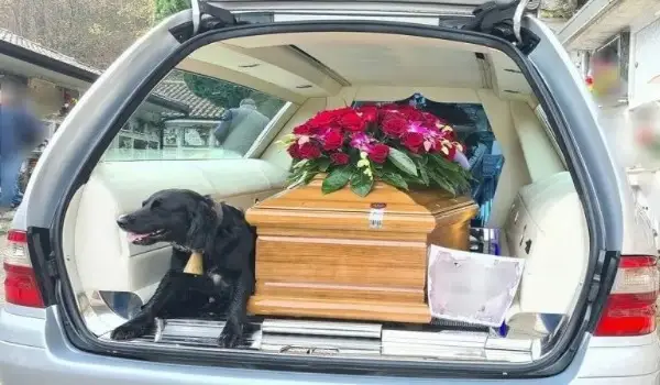 Loyal Dog Refuses To Leave Her Deceased Owner’S Coffin All The Way To ...