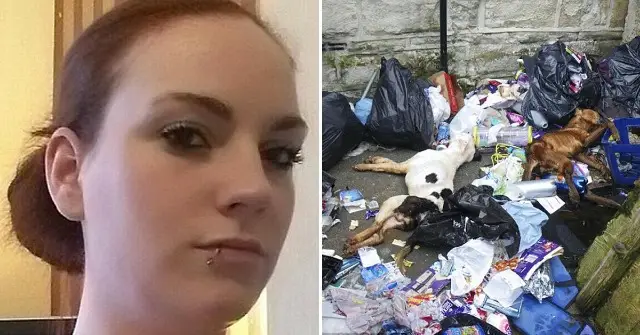 Single Mother Left Dogs To Starve And Threw Them Out With The Rubbish