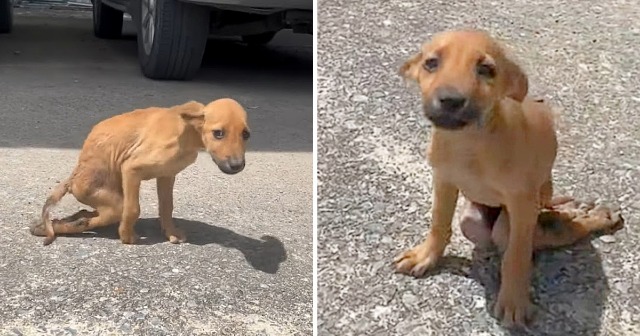 Heart-wrenching Sight: Paralyzed Puppy Dragging Herself In The Streets 