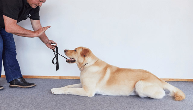 How to Teach Your Dog to Sit on Command